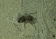 Dipteran Insect Fossil