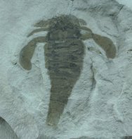 Eurypterus remipes  Silurian Eurypterid Fossil Sea Scorpion from New York Fossil for Sale