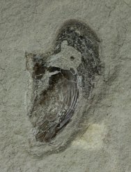 Mississippian Bear Gulch Living Fossil Lingula and Oyster Assemblage