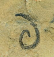 Annelid Worm Fossil