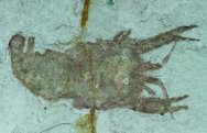 Cricoidoscelosus aethus Lower Cretaceous Crayfish Fossil for Sale
