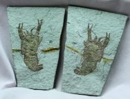 Crayfish Fossils for Sale