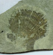 Aviculopecten Fossil from Bear Gulch