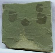 paleozoic-tunicate-fossils