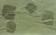 paleozoic-tunicate-fossils