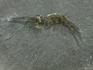 Fossil Crustacean Belotelson
