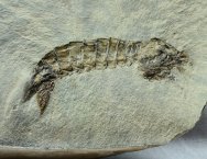 Paleozoic Shrimp Fossil for Sale