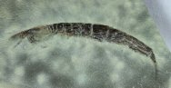 Sairocaris centurion Phyllocarid
