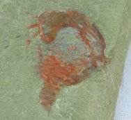 Xiphosurid Horseshoe Crab Ancestor