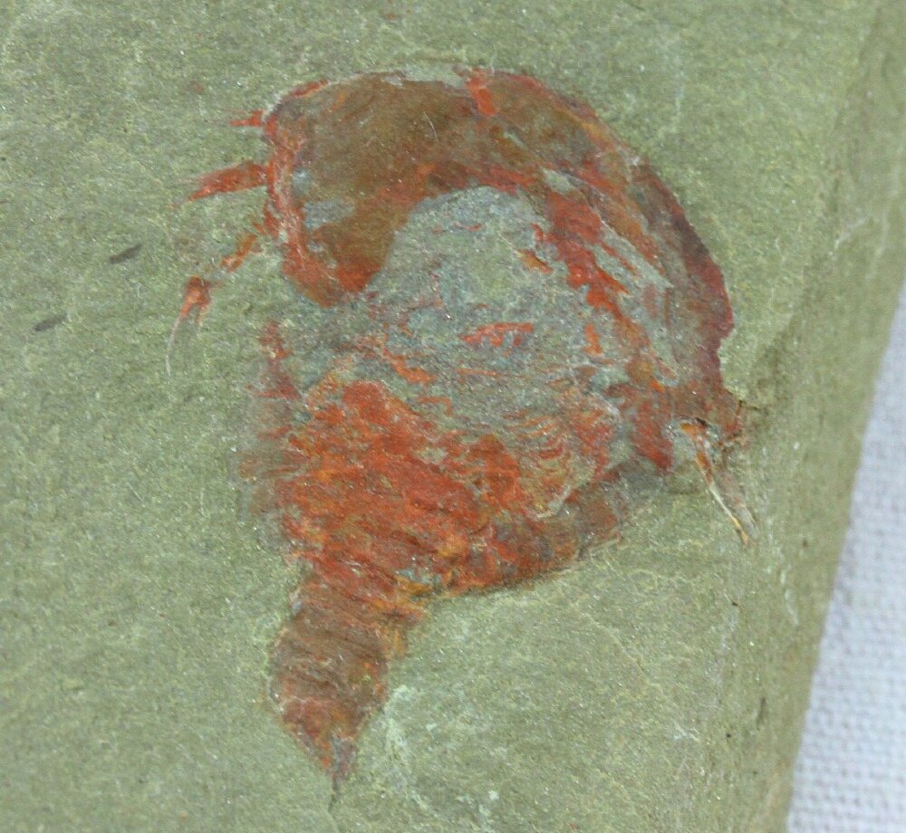Xiphosurid Fossil for Sale