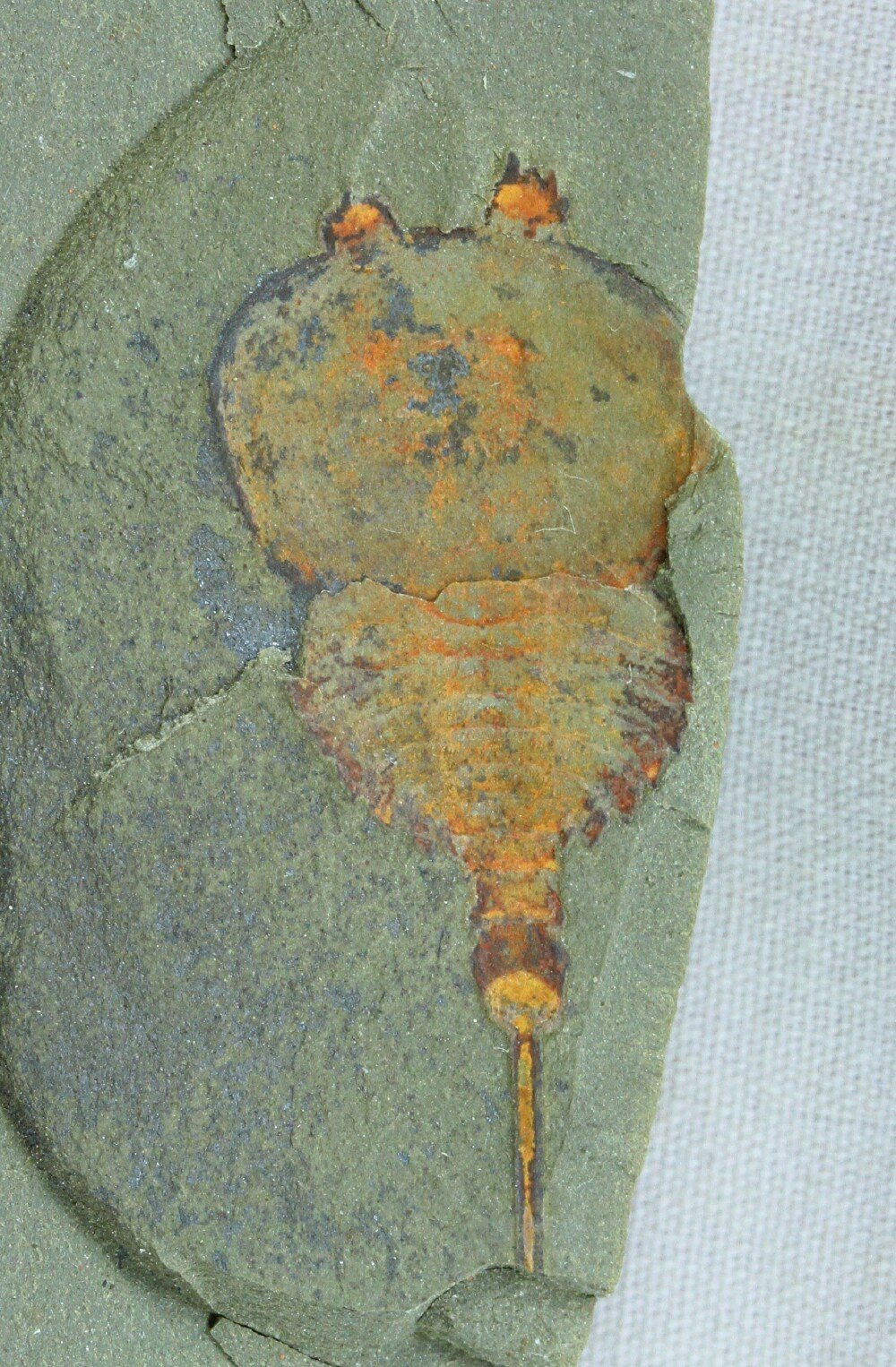Xiphosurida Fossil for Sale 