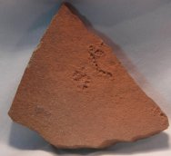 Horodyskia williamsi from Mesoproterozoic Australia