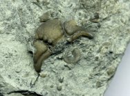 Rare Rielaspis elegantulus Trilobite