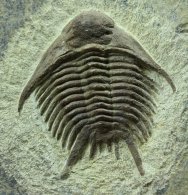 Foulonia Trilobite