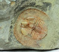 Nankinolithis Trinucleid Trilobite