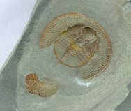 Nankinolithus Morioccan Trilobite