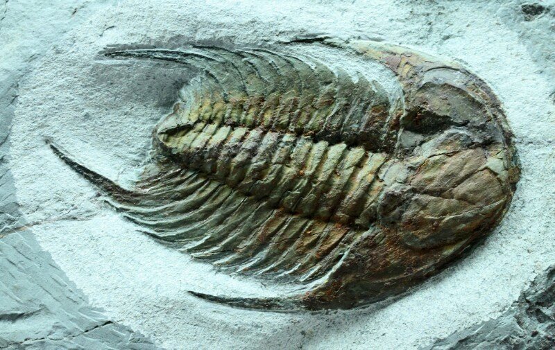 Neltneria termieri Trilobite