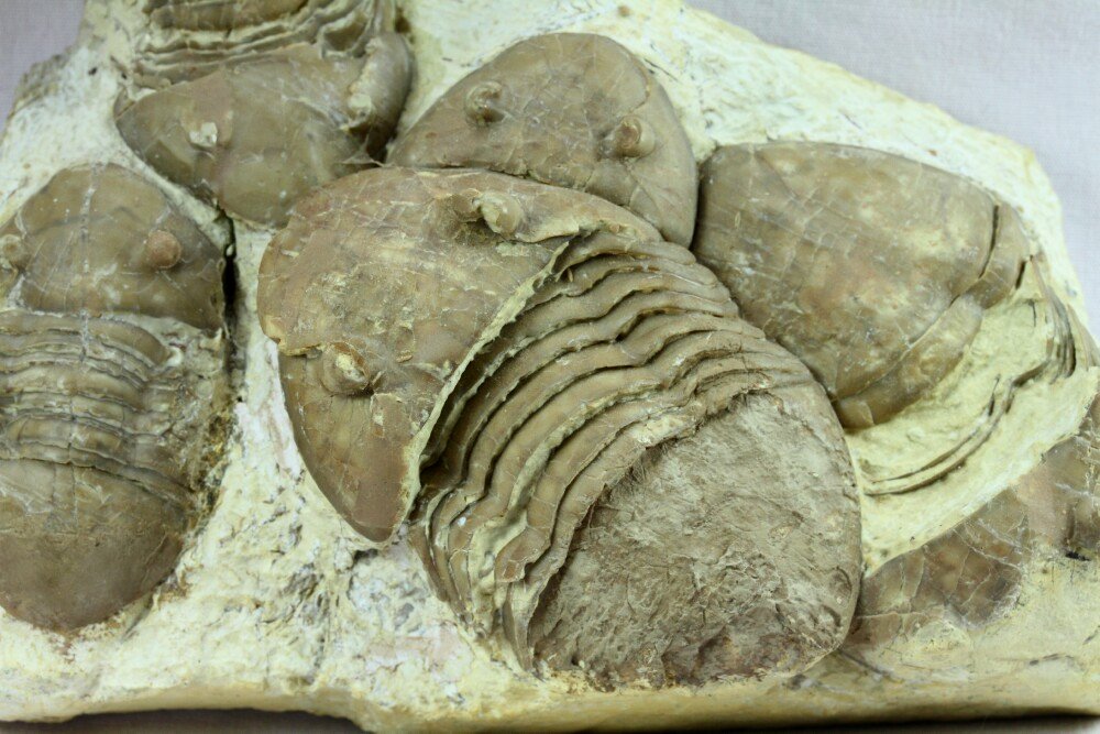 Homotelus bromidensis Oklahoma Trilobites 
