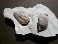 Flexicalymene retrosa Trilobite for Sale