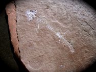 Branchiosaurus Amphibian Fossil