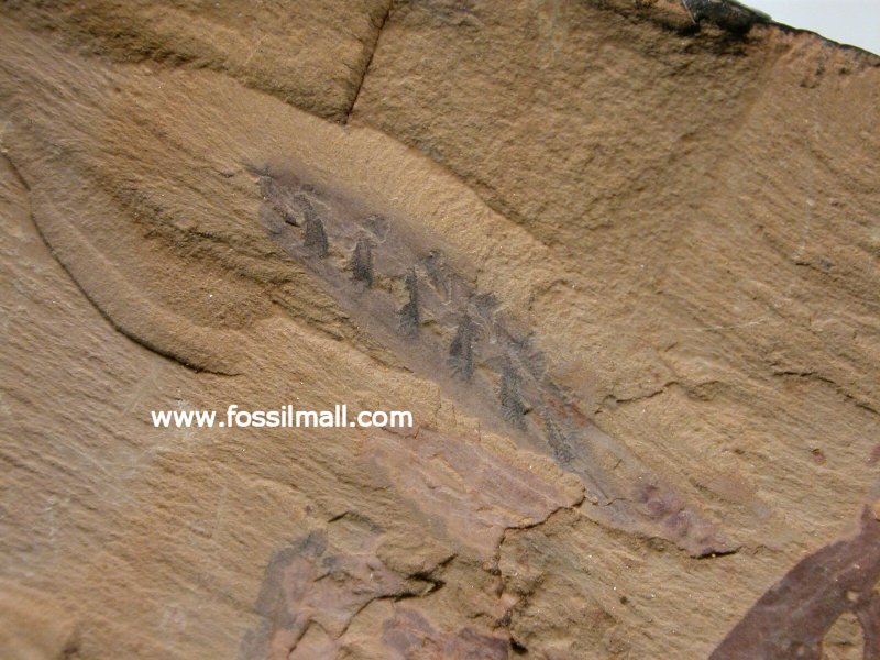 http://www.fossilmall.com/fossils/Haikouella.jpg