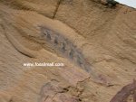 Haikouella fossil from Chengjiang biota