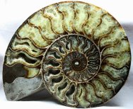 Cleoniceras besairei Ammonite