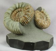 Pavlovia Ammonites Display Fossil