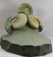 Pavlovia Jurassic Ammonites