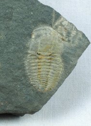 Hsuaspis Trilobite