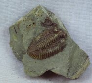 Rare Encrinuroides enshiensis Trilobite from China