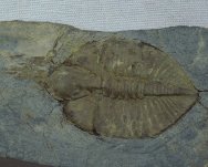 Cnemidopyge Raphiophorid Trilobite