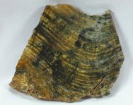 Australian Stromatolites