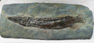 Atractosteus Gar Fish Fossil from Messel Pit