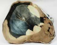 Liquidamber Petrified Wood Plant Fossil