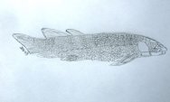 Dipterus Devonian Lung Fish
