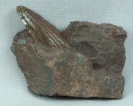 Hyneria Sarcopterygian Paleozoic Fish Fossil