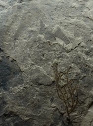 Eurypterid Sea Scorpion and Plant Fossils