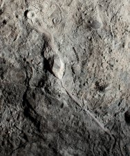 Pentremites Blastoid Fossil