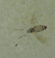 Oligocene Dipteran Insect Fossil