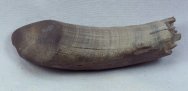 Teleoceras proterum Rhinoceros Tusk Fossil