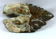 Basilosaurus Ancient Eocene Whale Tooth Fossil 