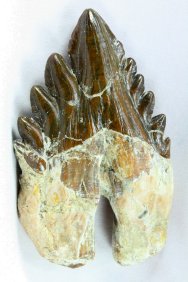 Basilosaurus Ancient Tooth