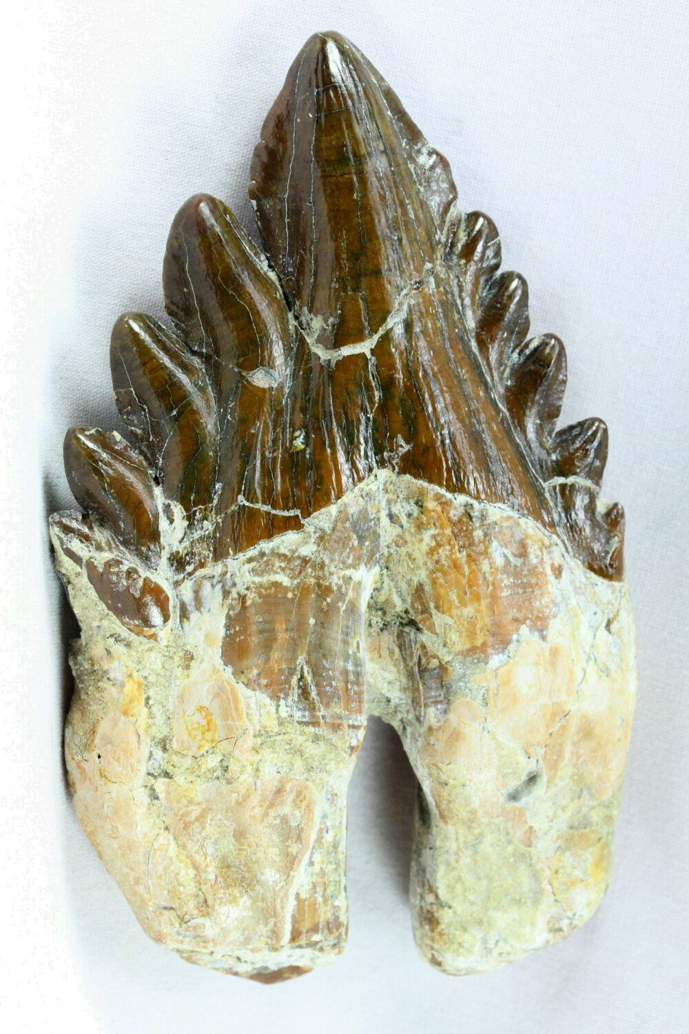 Basilosaurus Whale Tooth Fossil