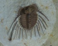 Kettneraspis williamsi 