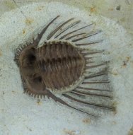 Ventral Kettneraspis williamsi Oklahoma Trilobite