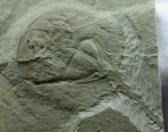 Paleolimulus Horseshoe Crab Fossil