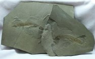 Rare Apholodotus Terrasiid Paleozoic Fish Fossil