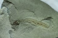 Terrasiid Paleozoic Fish Fossil