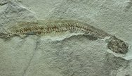Apholodotus Fish Fossil